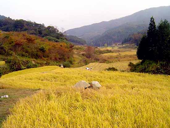 산골의 누런 벼. 그 때는 지금보다 20여일 늦게 가을걷이가 시작됩니다. 탈곡은 아직 멀었지요. 